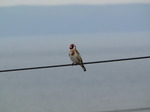 20090617 Singing Goldfinch (Carduelis carduelis) on wire